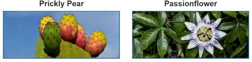 Ingredients In Nerve Soothe- 1